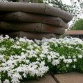 Snowflake Creeping Phlox Seeds - 100+ Pack - Hardy Ground Cover - Phlox subulata - USA Grown, Free Shipping