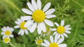Roman Chamomile Seeds, NON-GMO Ground Cover for Teas & Medicine, Multiple Sizes Available, Matricaria chamomilla
