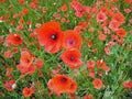 Shirley Poppy Seeds, 100+ Seeds, Bright Red Flowers, Long Lasting Blooms, Papaver rhoeas