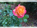 Rose Cuttings - Glowing Sunset Variety - Rosa spp. - Vibrant Pink and Orange Shades for Garden or Floral Arrangements