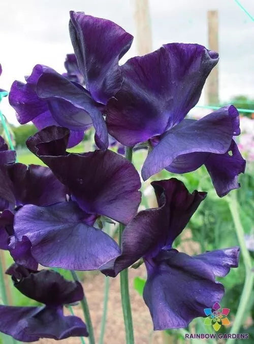 Just Jenny Sweet Pea Seeds - 50+ Seeds for Garden Planting - Lathyrus odoratus - USA