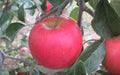 Pixie Crunch Apple Seeds - 25+ Heirloom Seeds for Garden Planting - Malus domestica - USA