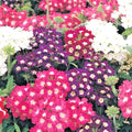 Verbena Mix Flower Seeds - 201+ Variety for Groundcover, Hanging Baskets, Container Garden - Perfect for Colorful Displays