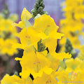 Chantilly Yellow Snapdragon Seeds - 1000+ Pack - Antirrhinum majus - Garden Flower Seeds - USA