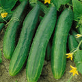 Straight Eight Cucumber Seeds | AAS Winner Slicing Variety | Fresh 2024 | Cucumis sativus