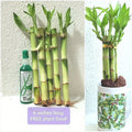 6" Lucky Bamboo Plant - 5 Stalks, Rooted, Feng Shui Decor, Perennial - Dracaena sanderiana, Includes FREE Plant Food