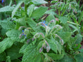 Borage Seed 500+ Seeds - Fresh Herb Seeds - Borago officinalis - Culinary & Medicinal Use