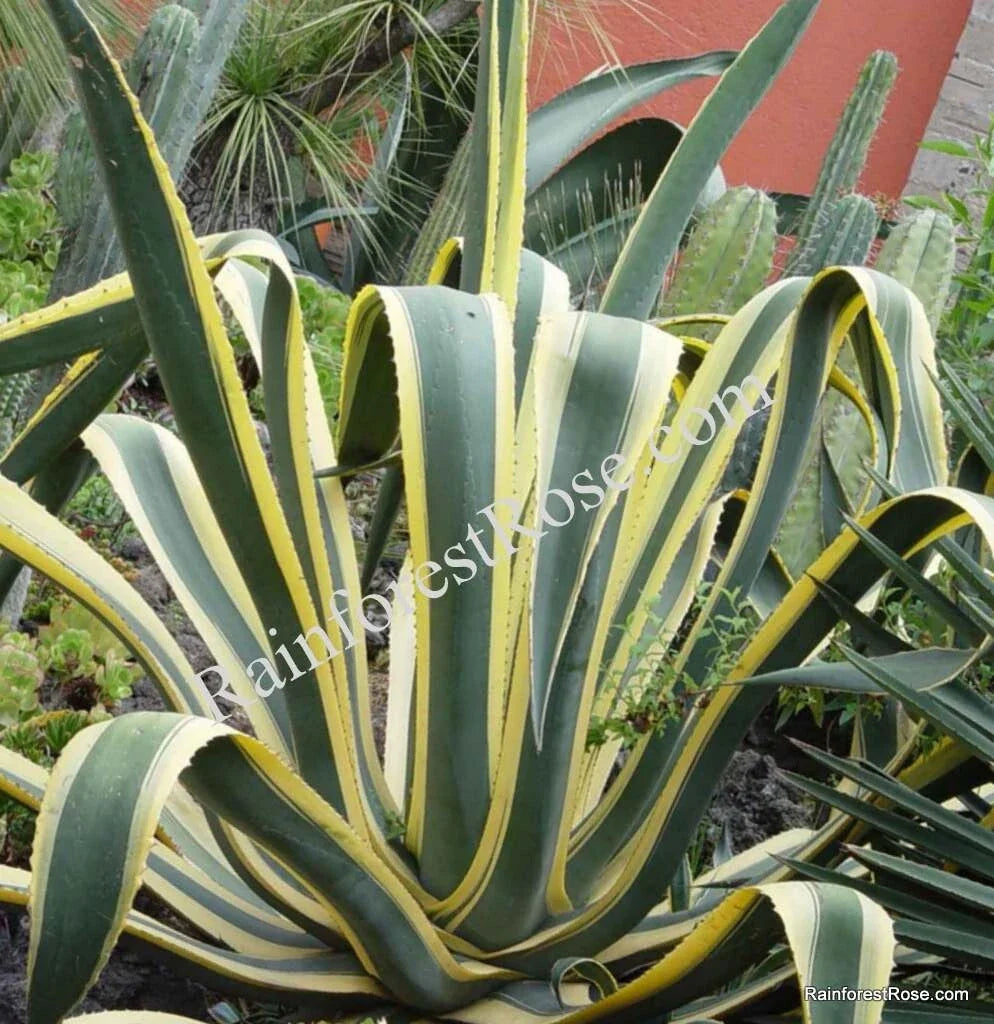 Agave Americana Yellow Edge Variegated Cuttings - Large 10 Inches Succulent Aloe Plant