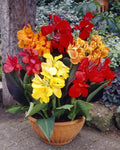 Canna Lily Bulbs Mixed Variety - Colorful Flowering Plants for Garden - Canna indica
