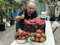 Dragon Fruit Cuttings 8-14 Inches Long, Delicious Variety, Hylocereus undatus - Perfect for Home Gardening and Planting