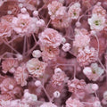 Pink Baby's Breath Seeds | Non-GMO | Gypsophila paniculata | Flower Garden Seeds | Ideal for Bouquets and Arrangements