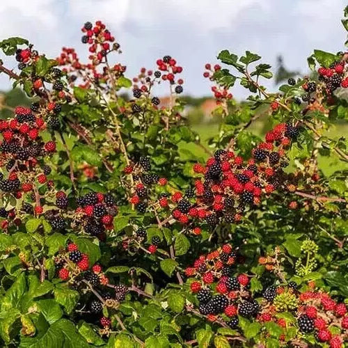 Blackberry Cuttings Unrooted 6+1 Free Organic Wild Rubus fruticosus USA 6-8" Nodes