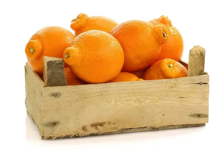 Tangelo Orange Seeds - 5+ Pack for Garden Planting - Citrus reticulata - USA Grown - Fast Shipping