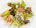 Succulent Cuttings - 15 Colorful Varieties - Healthy Mix of Succulents - Ideal for Planting or Arrangements