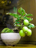 Guava Fruit Bonsai Tree Seeds - 20 Pack - Tropical Exotic Variety - Psidium guajava