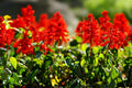 Scarlet Sage Seeds - 300 Seeds - Hummingbird Red Flower - Salvia coccinea - Non-GMO, Easy to Grow