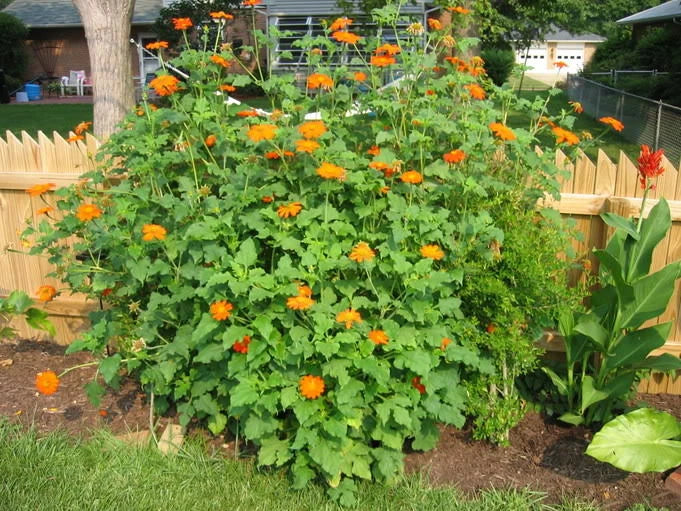 Mexican Sunflower Seeds - 101+ Count - Drought Tolerant Summer Flowers for Garden and Containers - Tithonia rotundifolia
