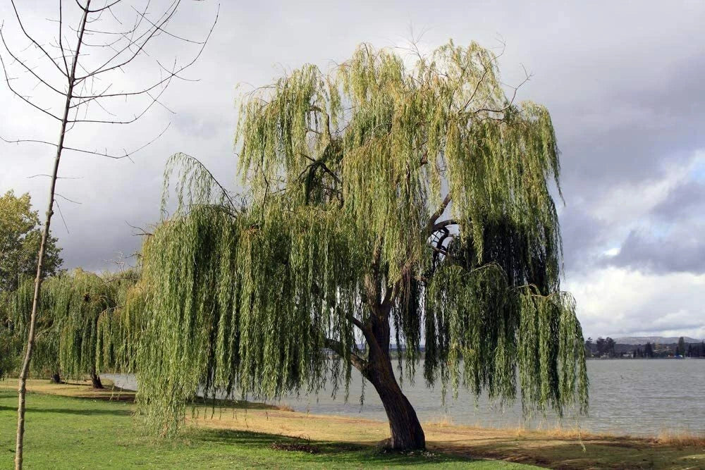 32 Thin Gold Weeping Willow Tree Cuttings for Planting - Salix babylonica