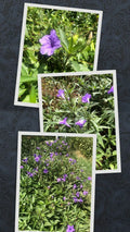 Live Bare Root Mexican Petunia Plants - 5 Pack, Ruellia Simplex, Perennial Flowering Plant for Gardens and Landscapes