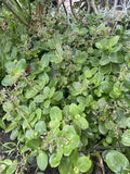 Fairy Crassula Cuttings - 3" Succulent - Crassula Multicava - Perfect for Plant Lovers and Indoor Gardens