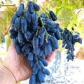 Lady Finger Vine Cuttings - Black Seedless Moon Drop Table Grape (T115U)