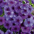 Intensia Blueberry Phlox Seeds - 100+ Count for Garden Planting - Phlox paniculata - USA - Free Shipping