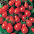 Red Pear Tomato Seeds - 120+ Heirloom Non-GMO Seeds - Ideal for Home Gardening - Solanum lycopersicum