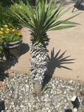 Yucca Pups Bare Root Plants - Hardy Succulent Varieties - Ideal for Indoor/Outdoor Gardens - Yucca spp.