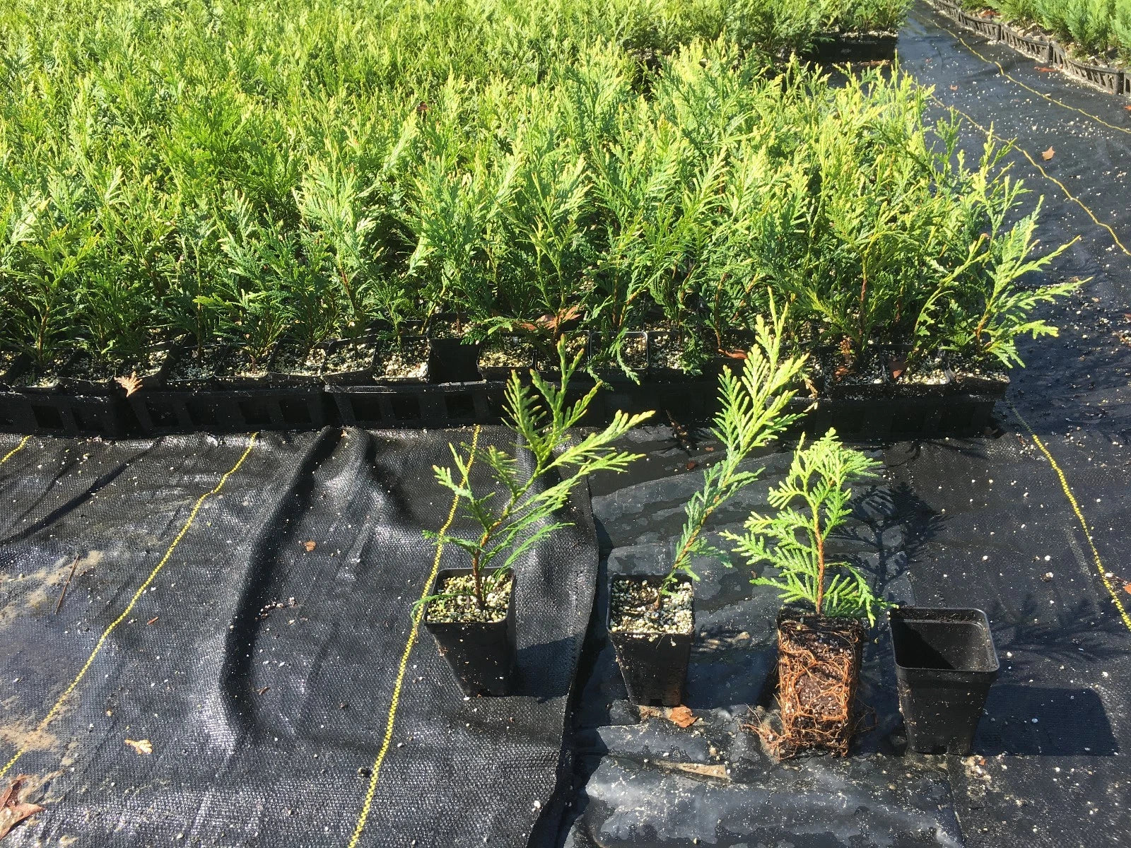 Green Giant Thuja Trees 10"-14" Box of 50 in Pots - Thuja standishii x plicata