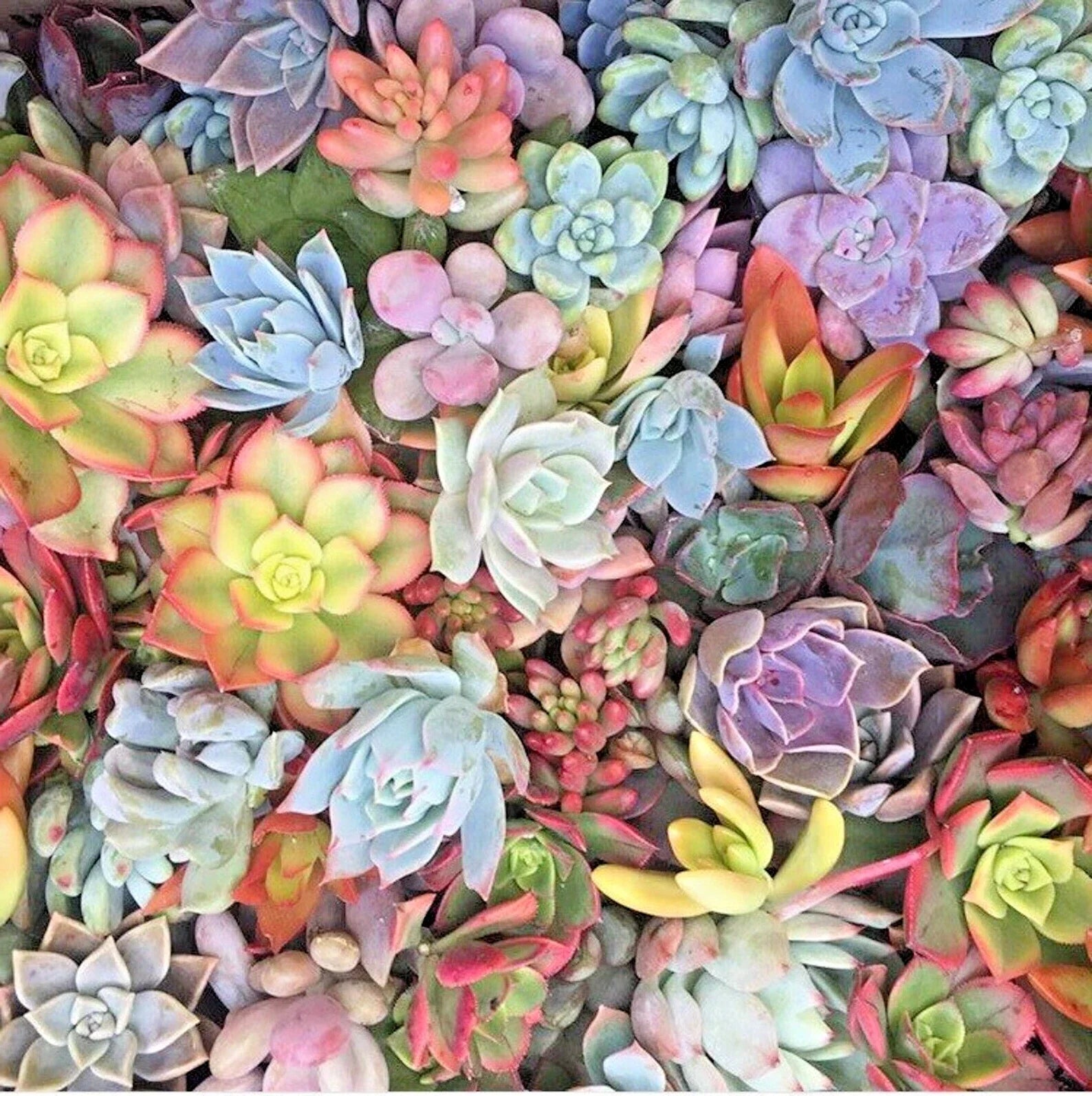 15 Mixed Succulent Cuttings 1-2" Live Plants for Propagation - Ideal for DIY Arrangements - Unrooted Variants
