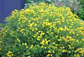 Great St. John's Wort Seeds - 501+ Pack - Native Wildflower Shrub - Medicinal Herb - Hypericum perforatum