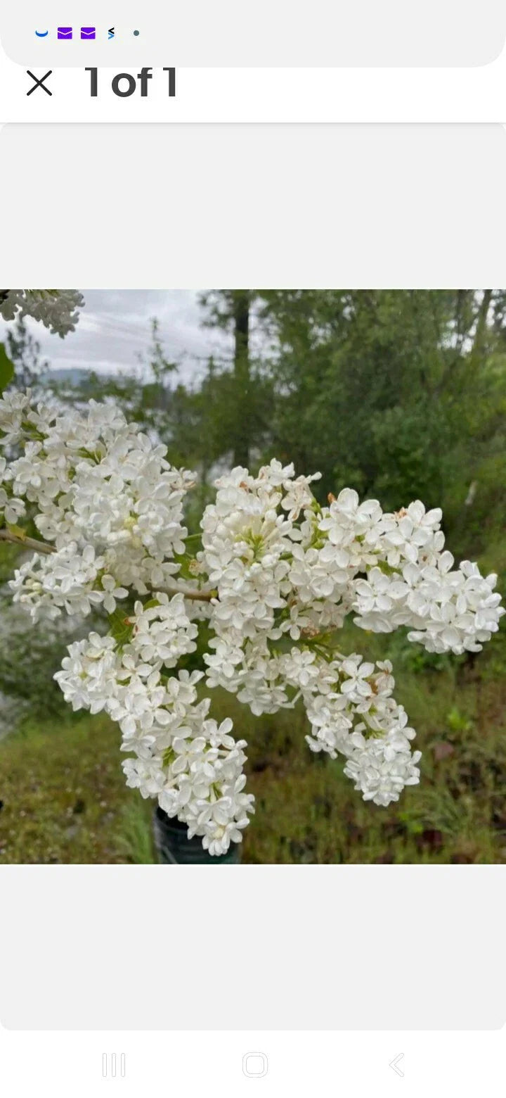 Jumbo Bare Root Lilac Bush - White Variety - Syringa vulgaris - Planting Instructions Included