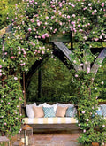 Wild Pink Climbing Rose Plant 6"-12" Bare Root Hardy Easy Care Rosa Rugosa