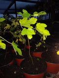 Ficus Latarula Fig Tree Plant - Cold Hardy, Edible, Non-GMO, Pesticide-Free, True to Picture - Ideal for Home Garden