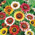 Painted Daisy Seeds - Mixed Colors - Perennial Non-GMO - Ideal for Pollinators & Butterflies - 200 Count