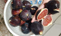 Italian 258 Tomato Cutting - Non-Rooted Plant Cutting - Solanum lycopersicum