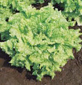 Lettuce Seed 500 Seeds Leaf Lettuce Simpson BS Heirloom Non-GMO Organic Gardening