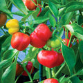 Pimento Red Pepper Seeds - Set of 1000 - Capsicum annuum - Non-GMO Gardening Seeds for Home Vegetable Garden
