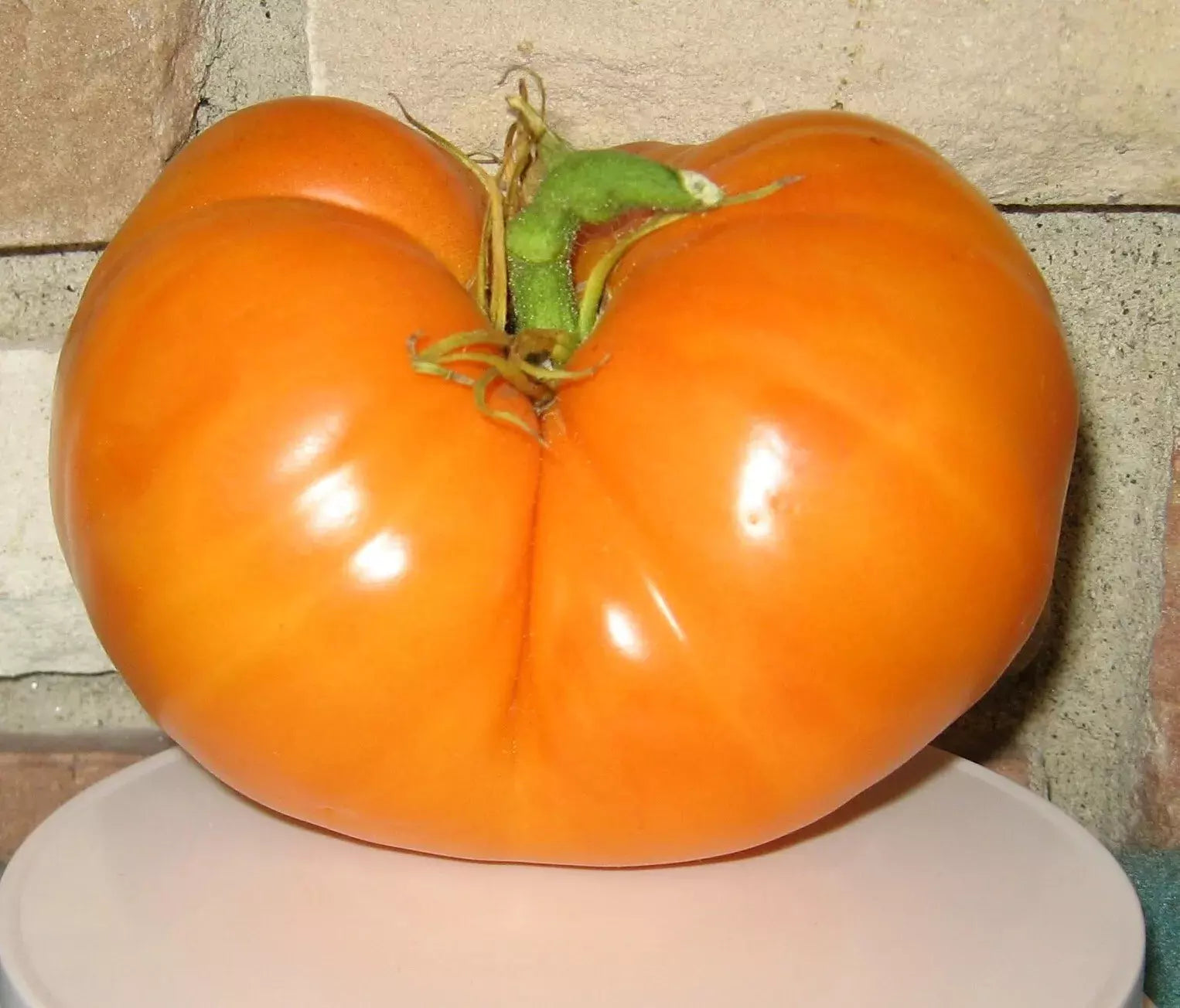 30+ Organic Amana Orange Tomato Seeds - Heirloom, Non-GMO, Rare Variety - Fresh Gardening Seeds for Home Growers