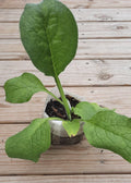 Comfrey Root Cutting - Established Bocking 4 Variety - Symphytum x uplandicum