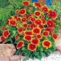 Indian Blanket Flower Seeds - 200+ Count - Annual Native Wildflower - Gaillardia pulchella - Drought & Heat Tolerant Container Plant