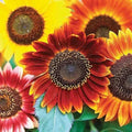 Autumn Beauty Sunflower Seeds - 50 Organic Seeds - Helianthus annuus - USA Grown, Ships Free