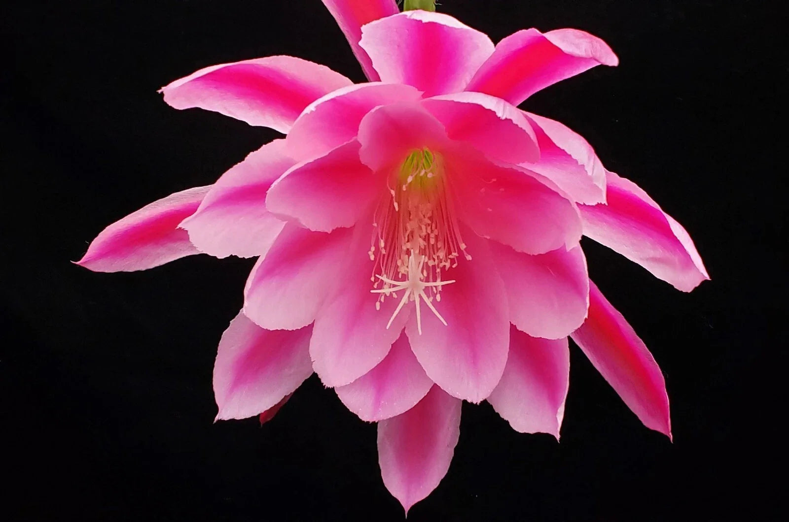 Epiphyllum 'Grand Baroque' Rooted Cutting - Rare Orchid Cactus, Colorful Succulent Plant, Unique Houseplant