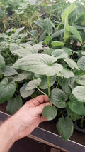 Live Plant 5" Starter Piper Methysticum ISA Rare Medicinal Herb Tropical Cultivated