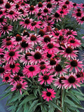 Wicked Coneflower Seeds 200+ Pack - Echinacea Purpurea - Garden Planting - USA
