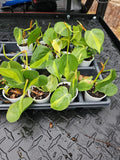 Pothos Plant - Variegated Brasil - Rooted Live Plant - Epipremnum aureum 'Brasil' - Indoor Houseplant