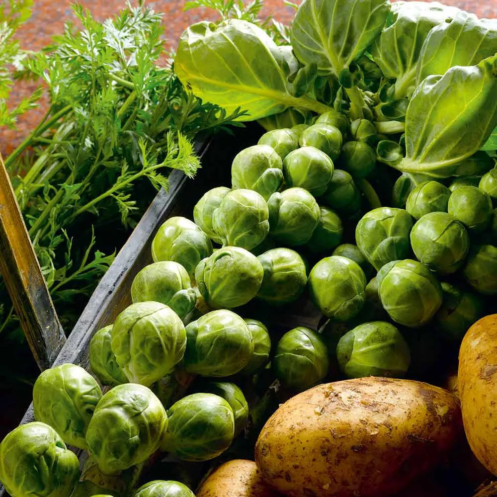 Brussels Sprouts Seeds - 500+ Pack - Nelson F1 Variety - Brassica oleracea - Garden Planting - USA