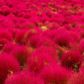 Red Globe Burning Bush Seeds - Kochia Scoparia - Summer Cypress Seeds for 2025 Planting