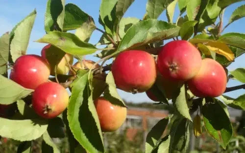 Jelly King Crabapple Seeds - 25+ Seeds for Garden Planting - Malus coronaria - USA