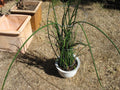 Sansevieria Lancia Cuttings - Rare Succulent Plant - 3 Cuttings - Snake Plant Variety - Indoor Houseplant